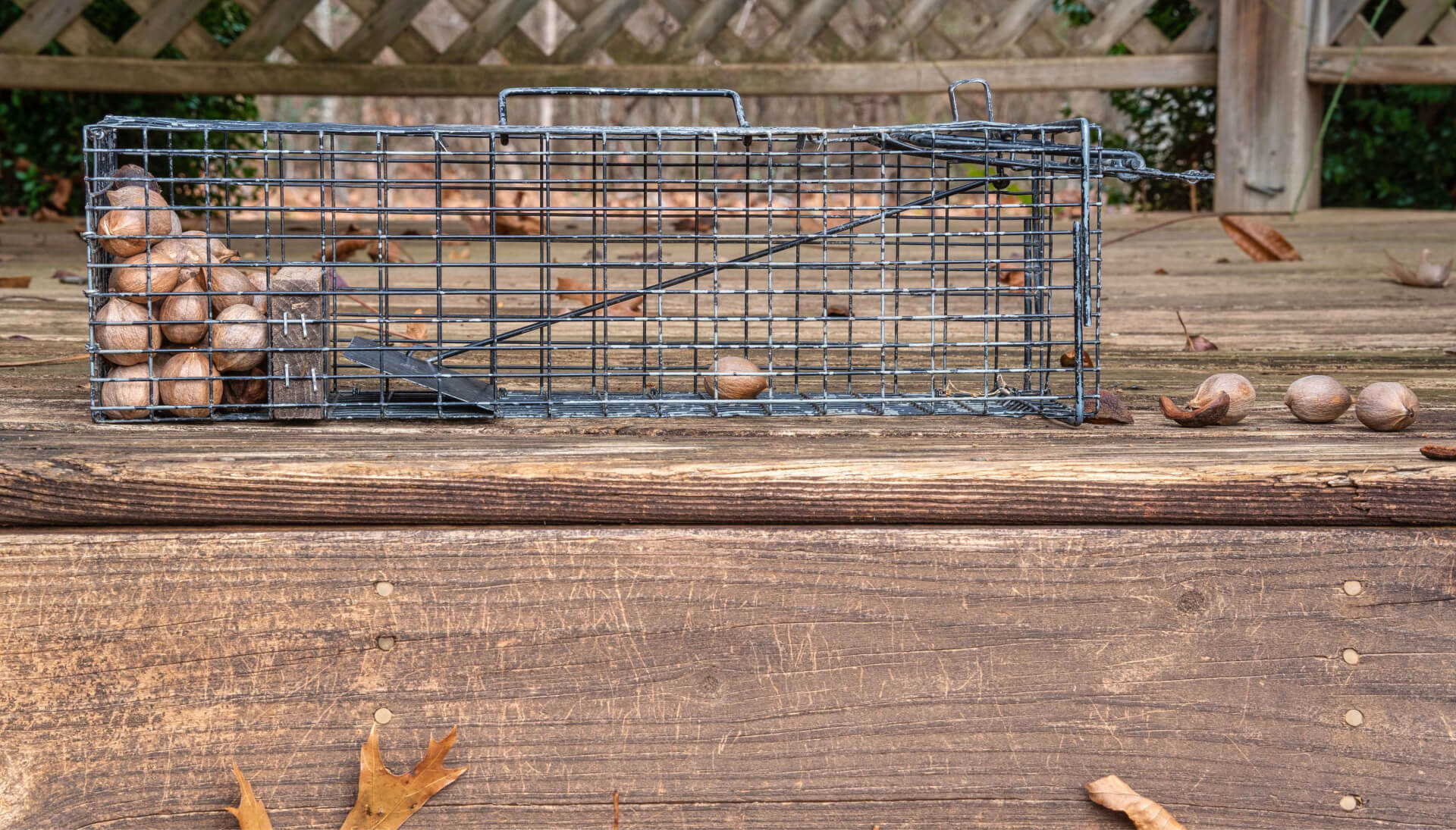 Professional-Wildlife-Control in Clackamas County