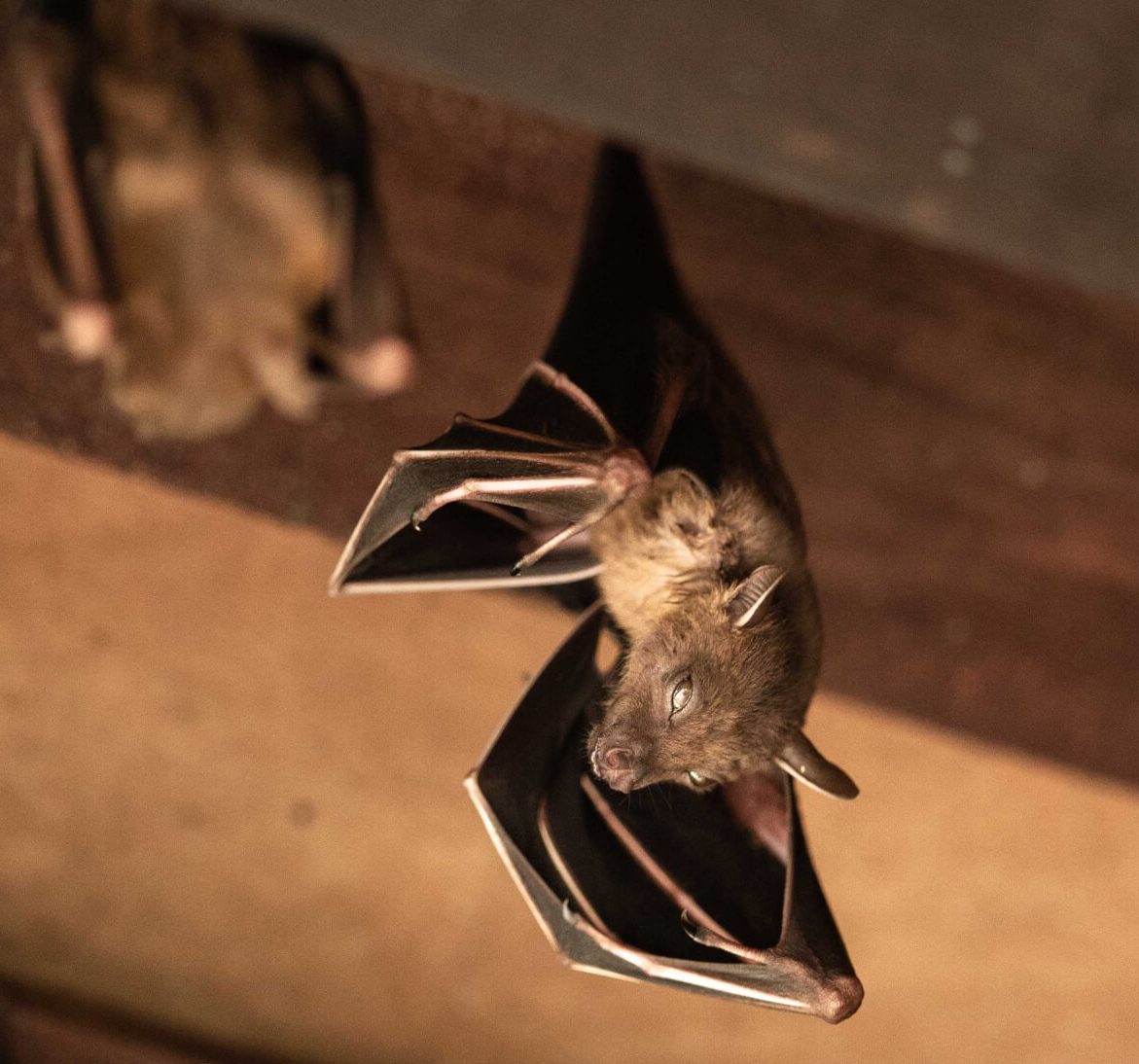 Wildlife-Bats in Clackamas County