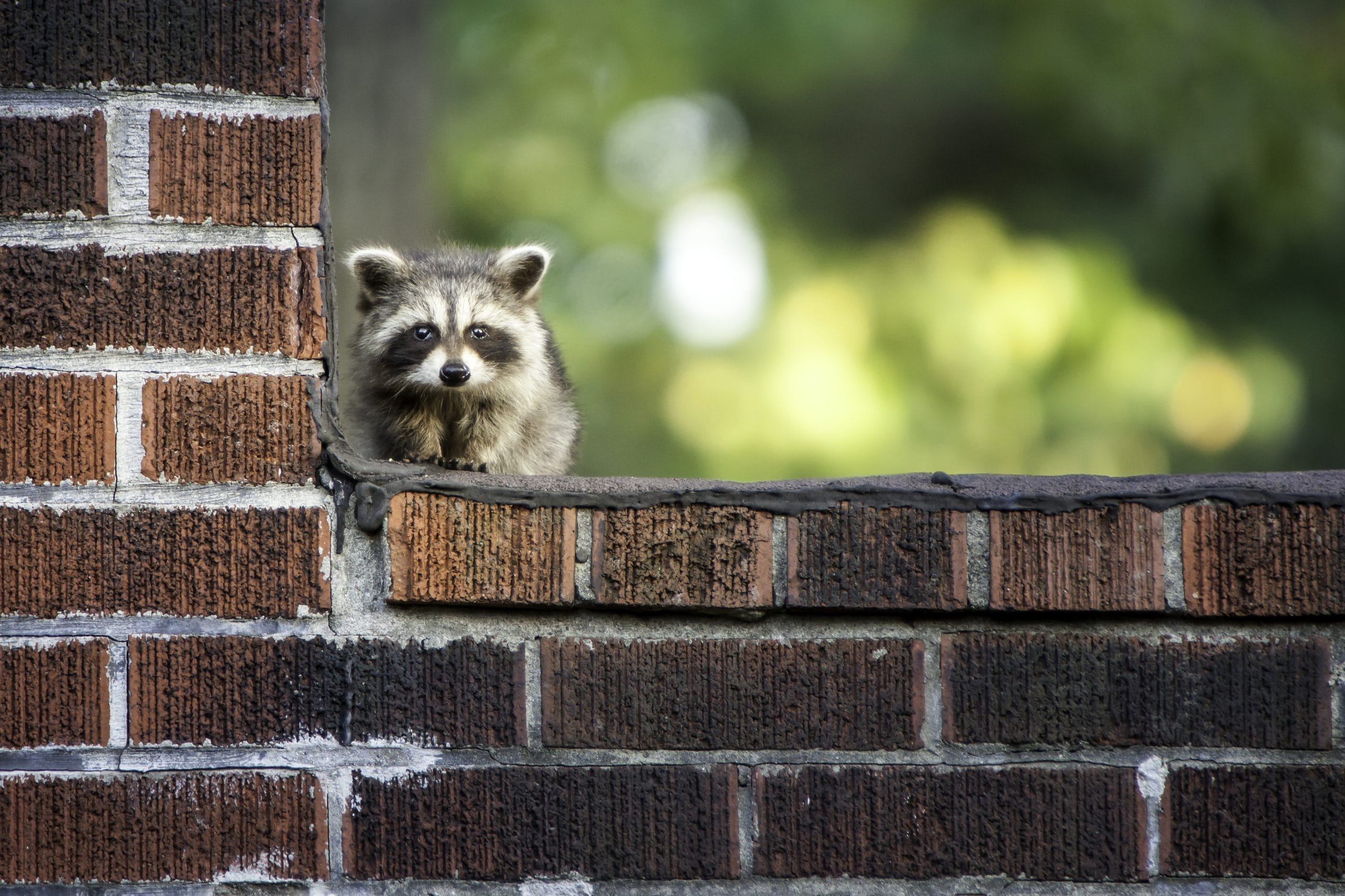 A residential home has a raccoon causing damage and is in need of wildlife control